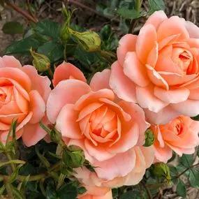 Sweet Dream Rose (Rosa Sweet Dream) 1
